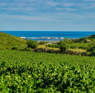 vigne muscat