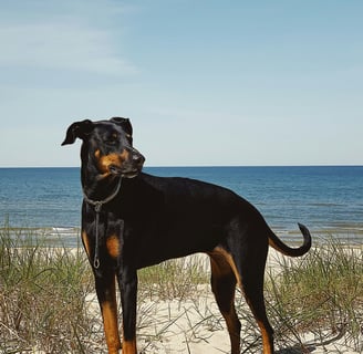 a dog standing on a beach