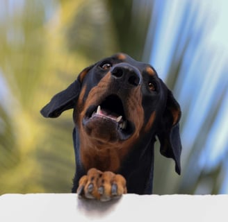 Dobermann loyalty lessons by Dogology