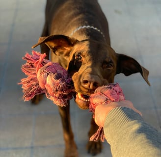 Dobermann