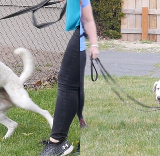 Aggressive & reactive dog success group