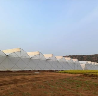 Modern hydroponic setup implemented by Urbanspike Agro Fresh