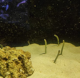 Spotted garden eels