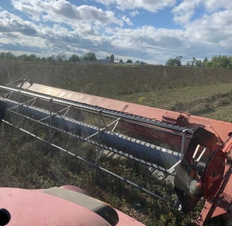 Swathing red clover