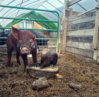 an adult pig and an piglet