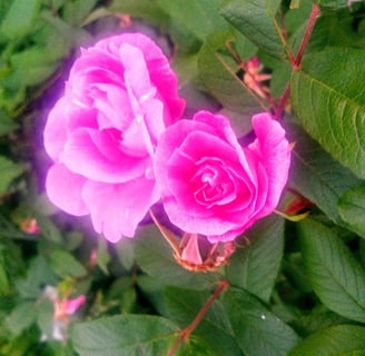 A glowing pink rose blooms, one blossom more open than the other