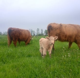 A young calf stands in the center of a lush green pasture between two adult cattle grazing under an