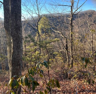 spectacular view from the spec mine trail in the woods