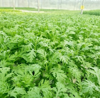 Trang trại của Green Agri sử dụng giống cây trồng tự nhiên, Non GMO