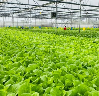 Trang trại thuỷ canh Happy Farm sử dụng giống cây không biến đổi gen