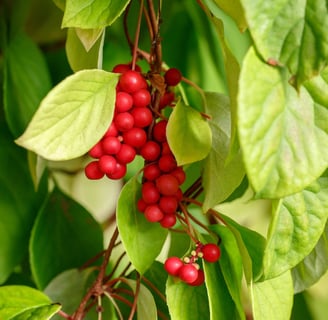 schisandra