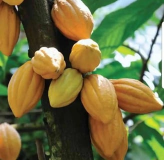 theobroma-cacao-cocoa-tree