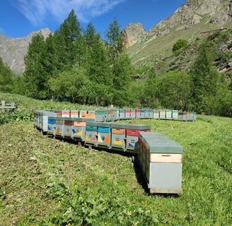 Apiario della Mieleria Garnero nel vallone di Bellino a Sant'Anna in estate