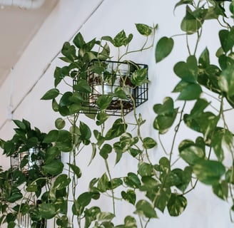 pothos plant