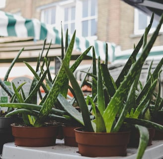 a group of indoor aloe vera plants