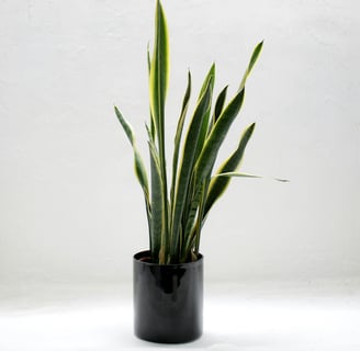 a healthy potted indoor snake plant in a black pot