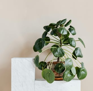 Chinese Money Plant