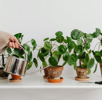 woman watering small indoor plants