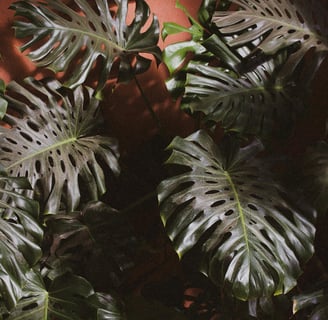 Monstera Deliciosa Plant