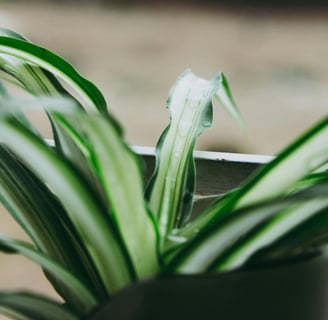 Spider Plant