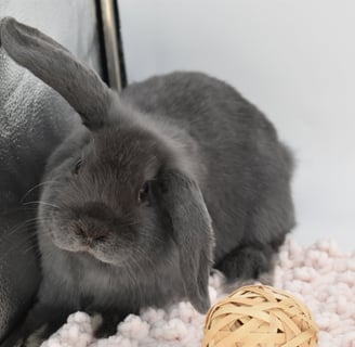 Hot Cross Buns' Boggle - Blue Holland Lop Baby doe with special needs on white background