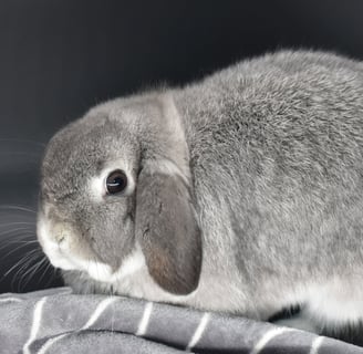 Hot Cross Buns' Chummy - Squirrel Holland Lop breeding doe on white background