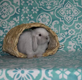 HCB sable fuzzy baby rabbit