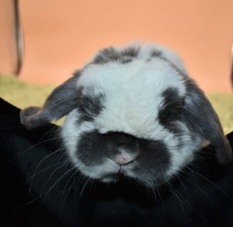 Hot Cross Buns' Finnegan - broken blue Holland Lop breeding buck 