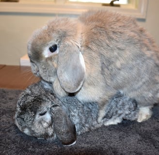 Cream colored Holland Lop (Genevieve) doe mounting chinchilla Holland Lop Buck (Country Road)