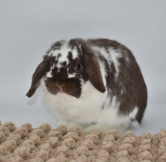 Hot Cross Buns' Loofah - future breeding buck on white background
