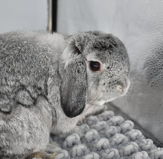 HCB's Stewart - solid chinchilla Holland Lop buck