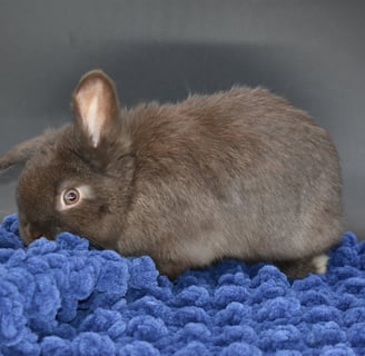 Hot Cross Buns' Holly - chocolate baby holland lop doe chinning blue blanket