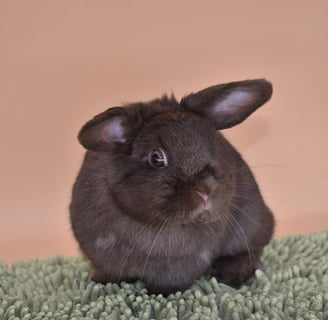Hot Cross Buns' Holly - Chocolate Holland Lop baby doe on black background