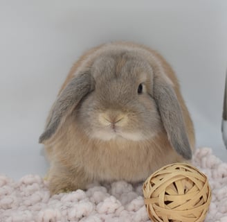 Hot Cross Buns' Hopscotch - cream Holland Lop pet baby doe on beige background