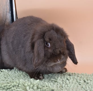 Hot Cross Buns' Ivy - Chocolate Holland Lop spayed doe