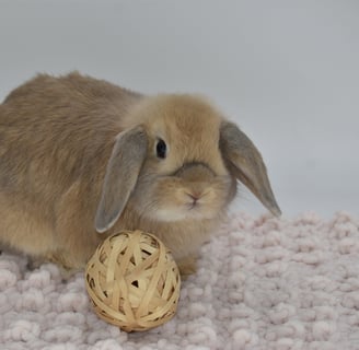 Hot Cross Buns' Mancala - cream Holland Lop baby doe on beige background