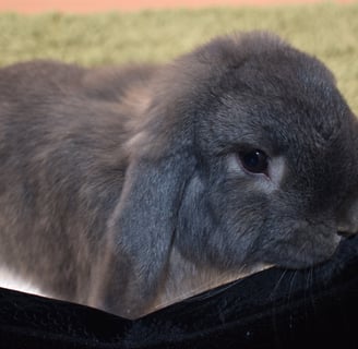 Hot Cross Buns opal Holland Lop rabbit booping