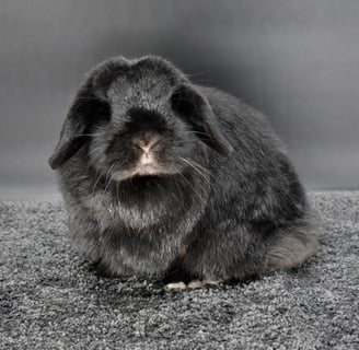 Mississippi Mud Pie - spayed solid black Holland Lop doe on black background
