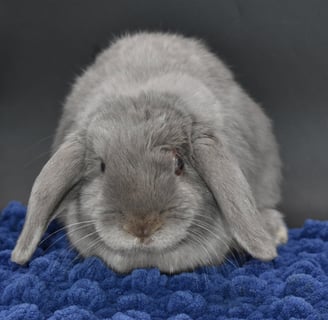 Hot Cross Buns' Noelle - Special Needs lilac Holland Lop doe on black background