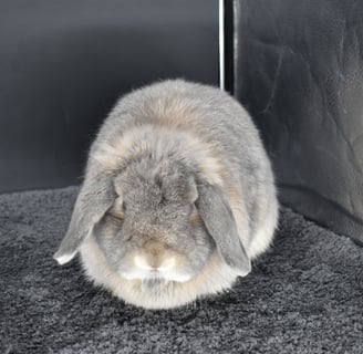 Hot Cross Buns' Nora - Spayed opal pet Holland Lop doe on black background