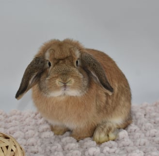 Hot Cross Buns' Parcheesi - Orange Holland Lop pet baby doe on beige background