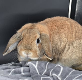 Hot Cross Buns' Parcheesi - solid orange Holland Lop doe