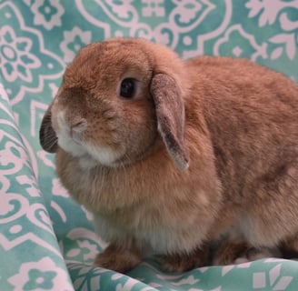 Hot Cross Buns' Penelope - solid orange Holland Lop doe