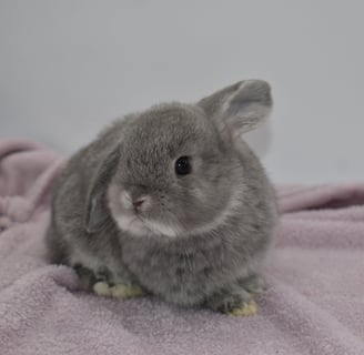 Hot Cross Buns' Pop - solid opal baby buck