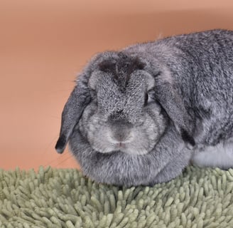 Hot Cross Buns' Posey - Solid chinchilla doe