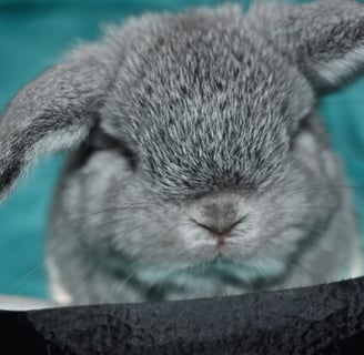 Hot Cross Buns' You Are My Sunshine - solid chinchilla baby holland lop buck