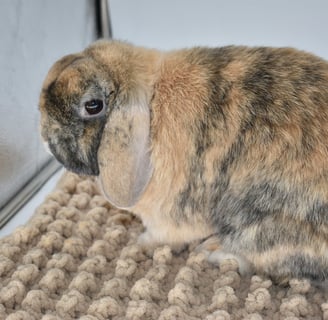 Hot Cross Buns' Hamish - solid harlequin retired buck