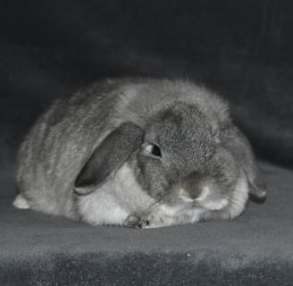 Hot Cross Buns' Rosie - solid squirrel doe on grey background 