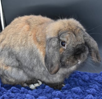Sullivan - Black Tort Holland Lop breeding buck at Hot Cross Buns