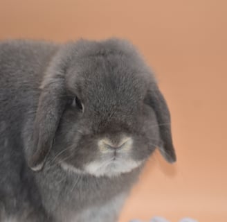 Hot Cross Buns' Sweet Tea - Opal Holland Lop breeding buck and herd sire